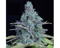 Jack Herer